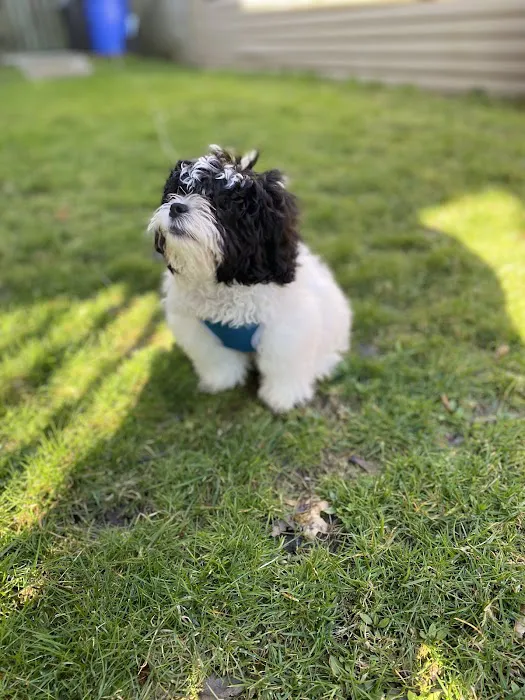 Little Paws Dog Shop LLC Picture 3
