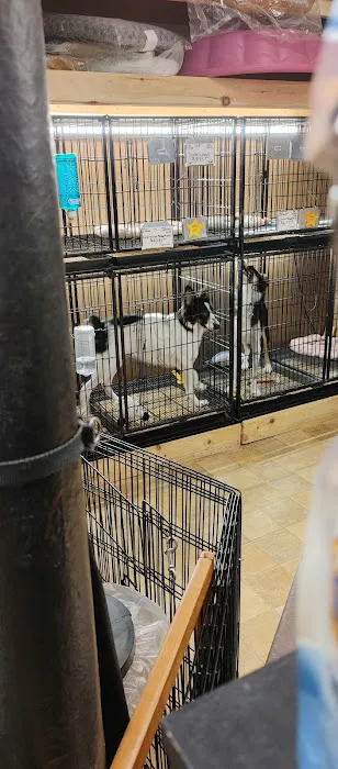 Little Paws Dog Shop LLC Picture 4