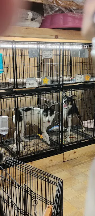 Little Paws Dog Shop LLC Picture 5