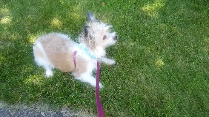 Little Paws Dog Shop LLC Picture 6