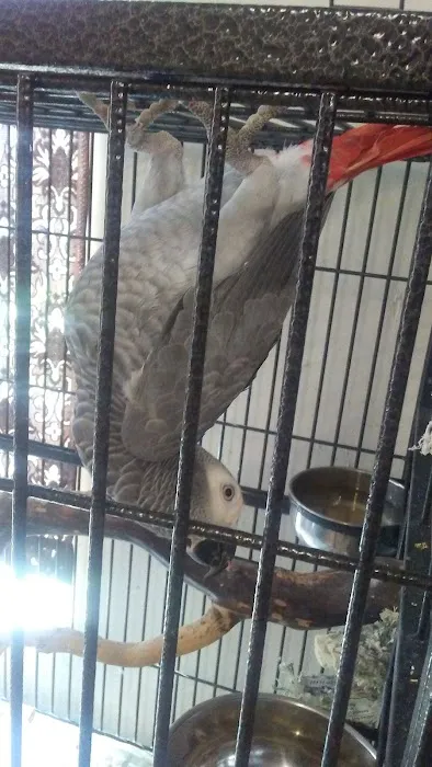 Rentzels Bird Farm Picture 1