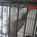 Rentzels Bird Farm