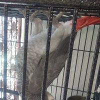 Rentzels Bird Farm ico