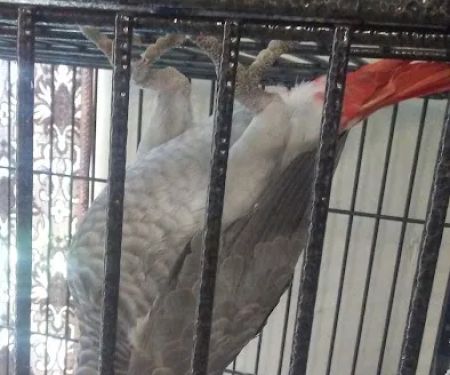 Rentzels Bird Farm
