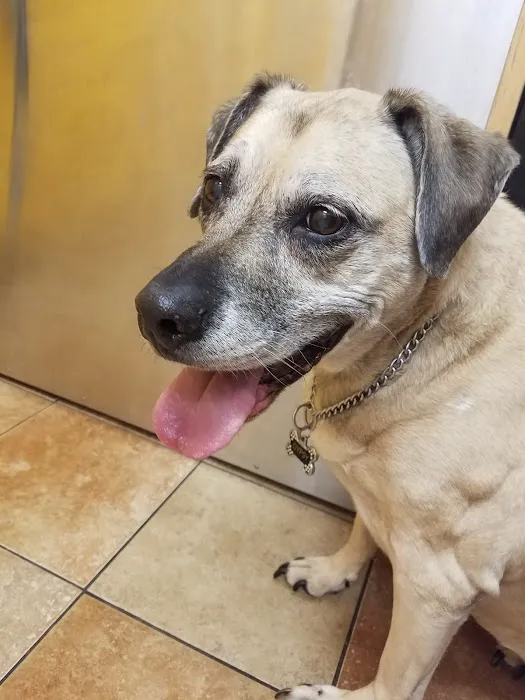 Banfield Pet Hospital Picture 9