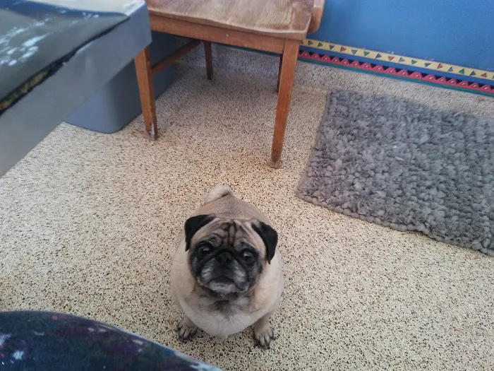 Readington Animal Hospital Picture 8