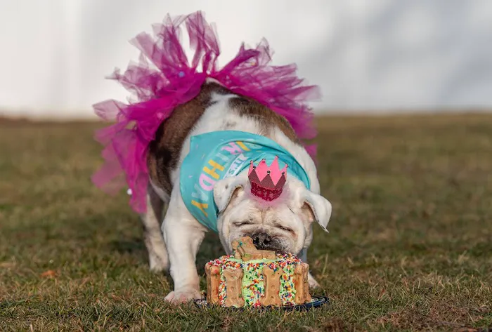 Kara’s K9 Waffle Treats Picture 1