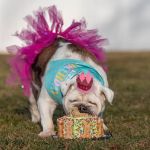 Kara’s K9 Waffle Treats