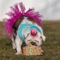 Kara’s K9 Waffle Treats ico