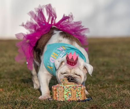 Kara’s K9 Waffle Treats
