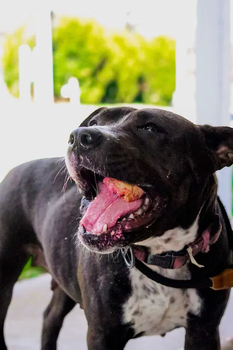 Kara’s K9 Waffle Treats Picture 2