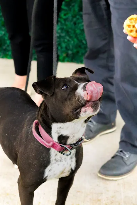 Kara’s K9 Waffle Treats Picture 5