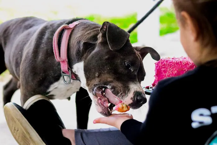 Kara’s K9 Waffle Treats Picture 9