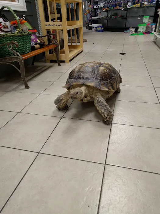Cape Horn Incredible Pets Picture 4