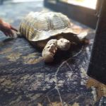 Cape Horn Incredible Pets