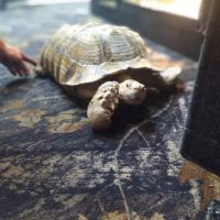 Cape Horn Incredible Pets ico