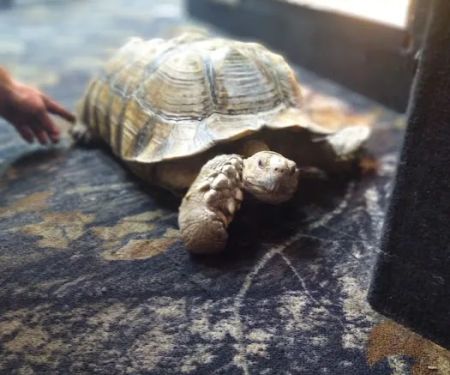 Cape Horn Incredible Pets