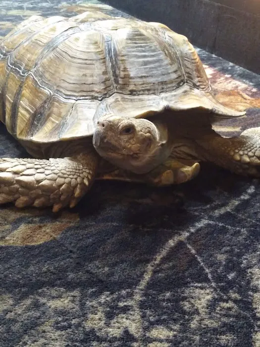 Cape Horn Incredible Pets Picture 7
