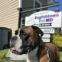 Englishtown Vet MD ico