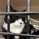 Petco