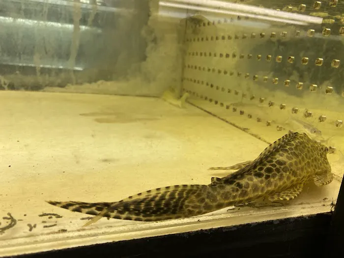 Just Fish Picture 1