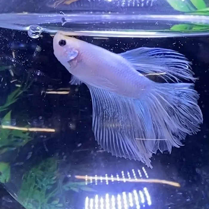 Just Fish Picture 6
