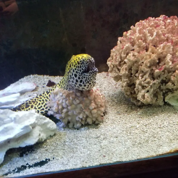 Just Fish Picture 9