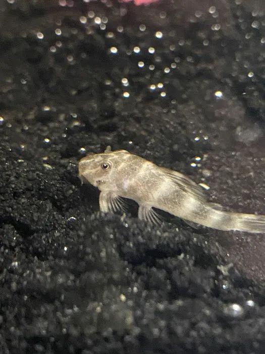 Just Fish Picture 7