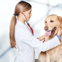 Preserdal Medical ico
