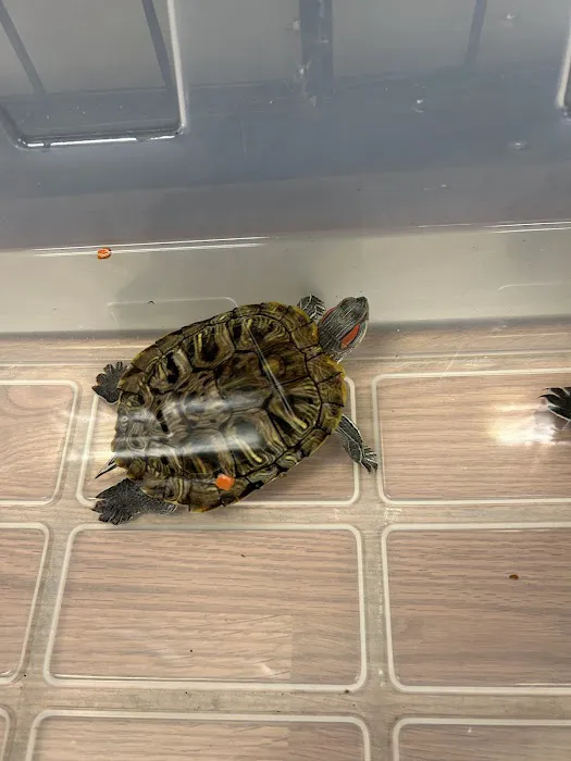 HM's Reptiphibians Exotic Pet Store Picture 5