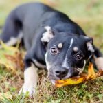 KCC Naturals Farm Fetched®