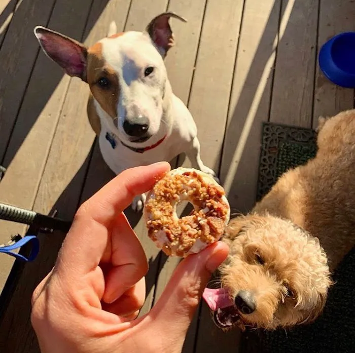 Doggilicious Doughnuts K9 Bakery Picture 2