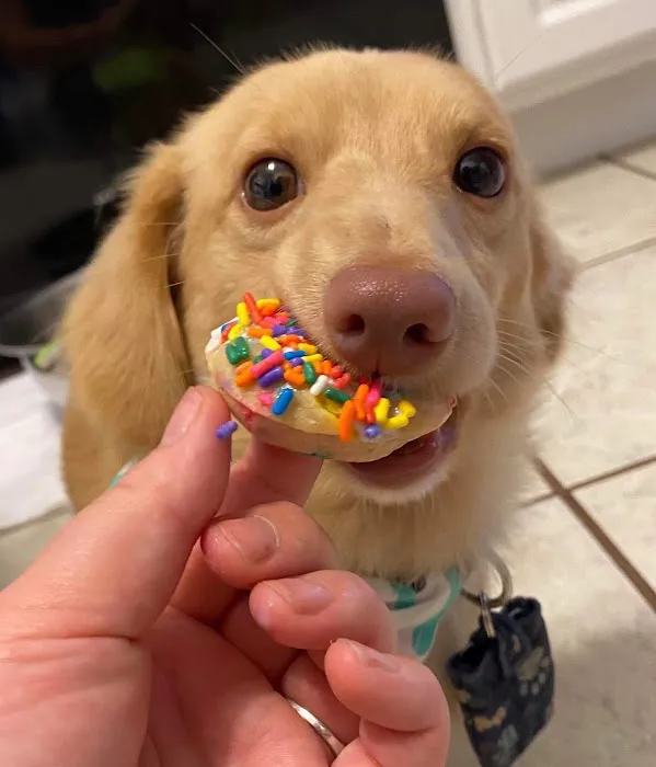 Doggilicious Doughnuts K9 Bakery Picture 4