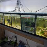 Alpha Aquatic Arts (formerly The Purrfect aquarium)