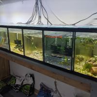 Alpha Aquatic Arts (formerly The Purrfect aquarium) ico