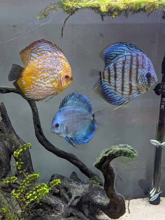 Alpha Aquatic Arts (formerly The Purrfect aquarium) Picture 3