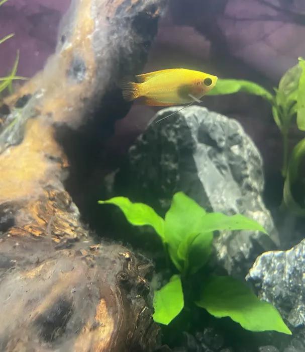 Alpha Aquatic Arts (formerly The Purrfect aquarium) Picture 5