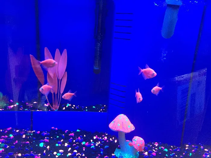 Alpha Aquatic Arts (formerly The Purrfect aquarium) Picture 4