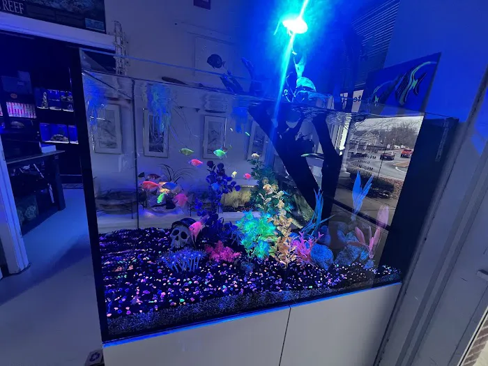 Alpha Aquatic Arts (formerly The Purrfect aquarium) Picture 7