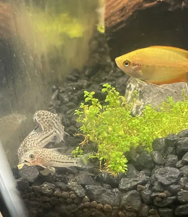 Alpha Aquatic Arts (formerly The Purrfect aquarium) Picture 8