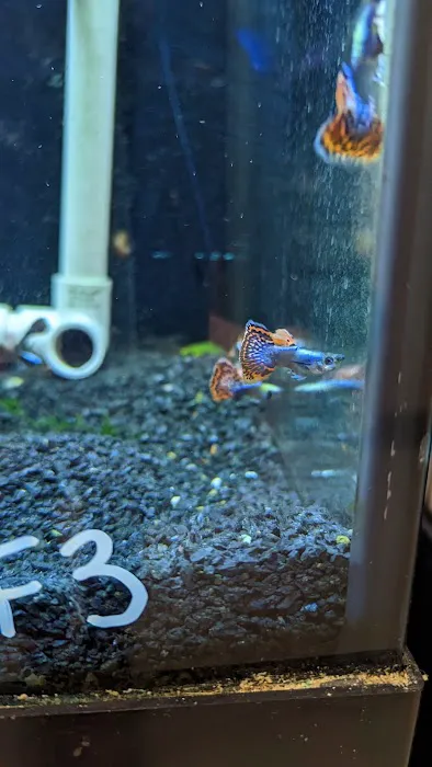 Alpha Aquatic Arts (formerly The Purrfect aquarium) Picture 9