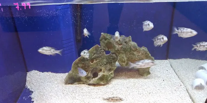 Alpha Aquatic Arts (formerly The Purrfect aquarium) Picture 10