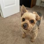 Howell Animal Hospital Surgical and Diagnostic Center