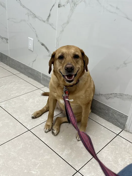 Howell Animal Hospital Surgical and Diagnostic Center Picture 2