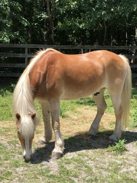 Coastal Elite Veterinary Services Picture 1