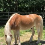 Coastal Elite Veterinary Services