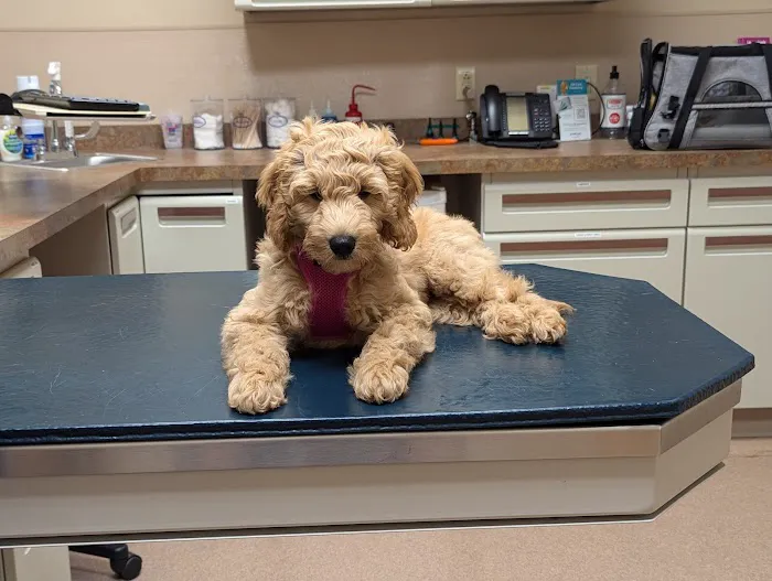 True Care Veterinary Hospital Picture 2