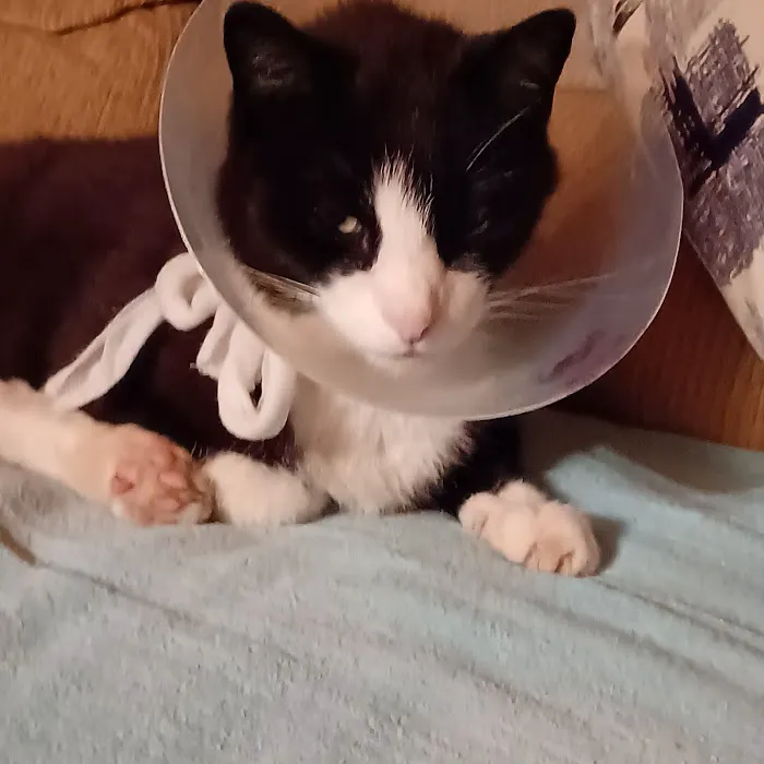 True Care Veterinary Hospital Picture 3