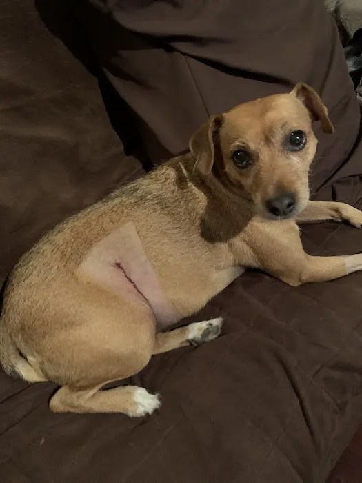 True Care Veterinary Hospital Picture 5