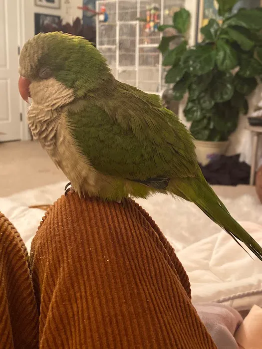 Parrot & Bird Emporium Inc Picture 2
